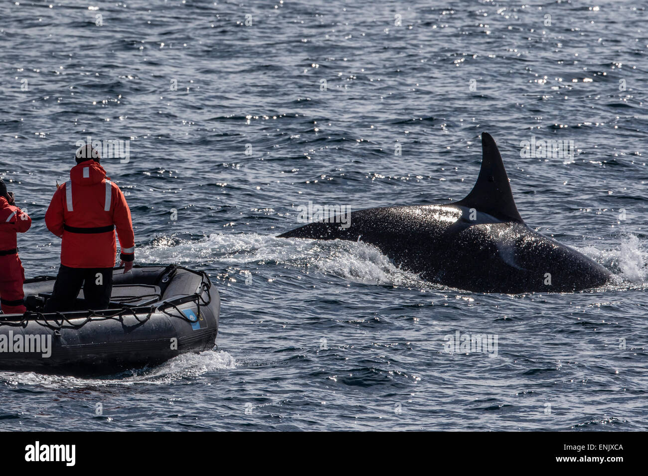Type bull adultes un épaulard (Orcinus orca) surfacing près de chercheurs dans le détroit de Gerlache, l'Antarctique, régions polaires Banque D'Images