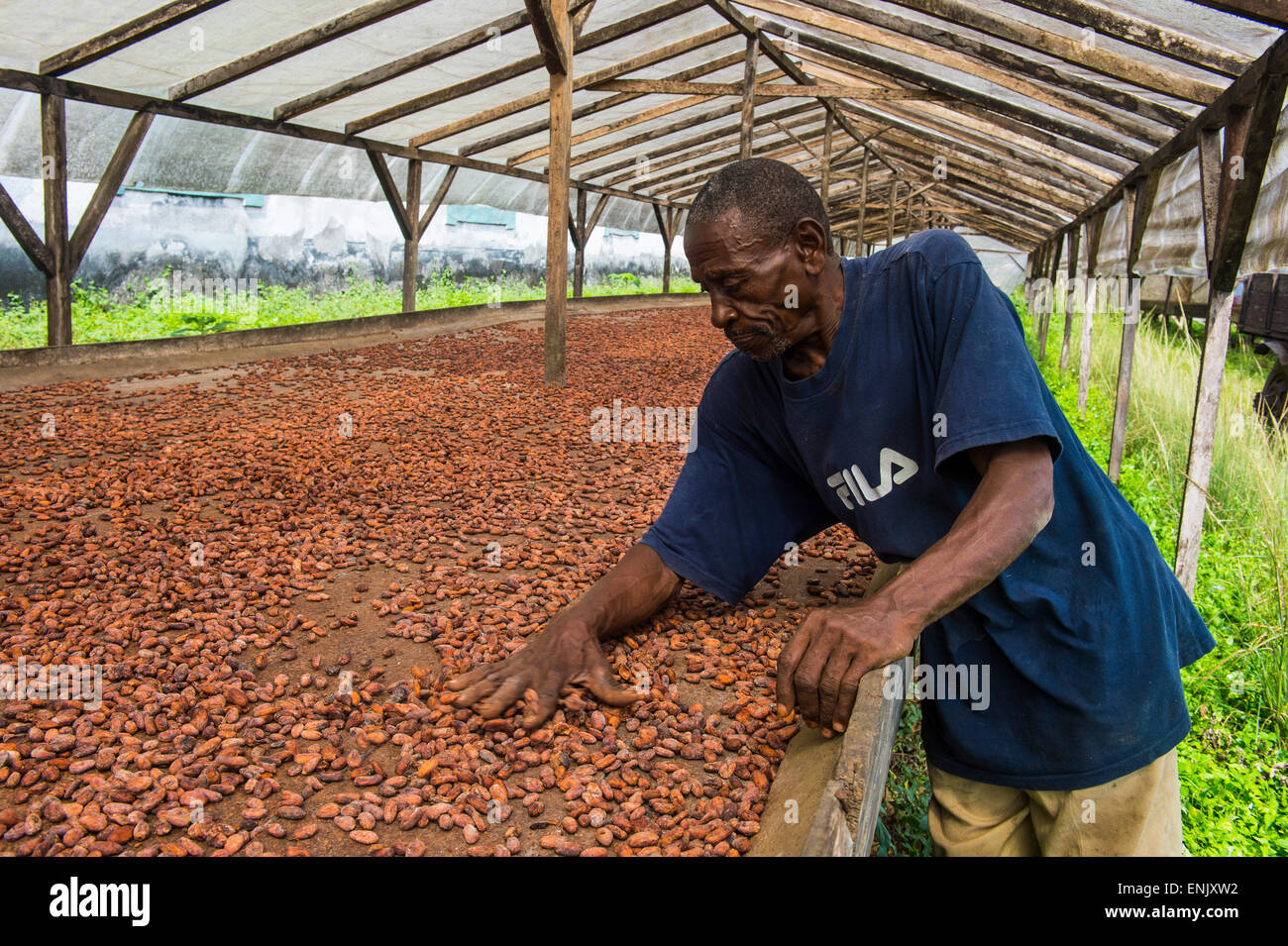 Contrôle de l'homme les fèves de cacao sec à la plantation de cacao Roca Aguaize, côte est de Sao Tomé, Sao Tomé et Principe, de l'Océan Atlantique Banque D'Images