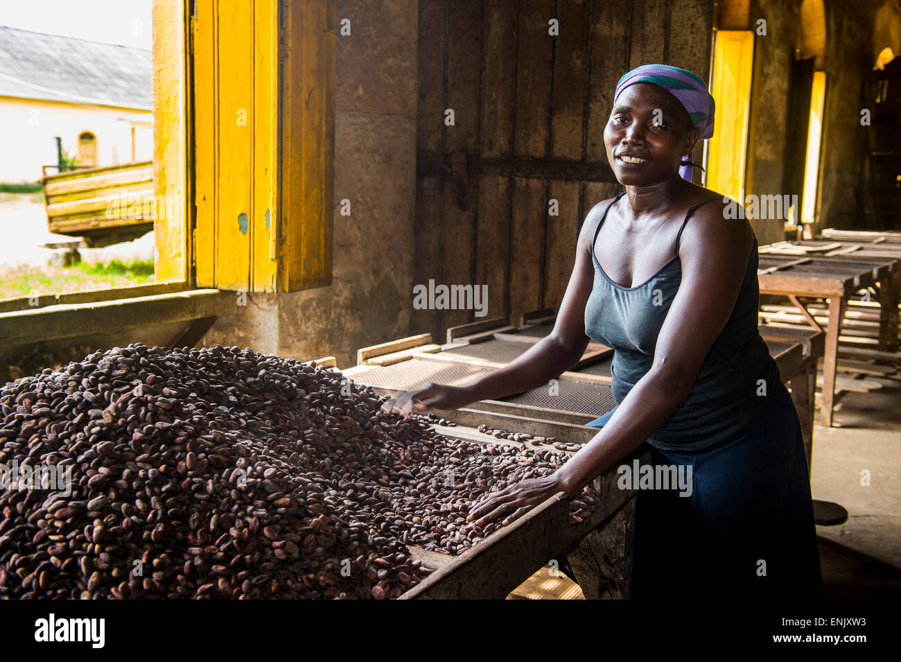 Femme la collecte des fèves de cacao, plantation de cacao Roca Aguaize, côte est de Sao Tomé, Sao Tomé et Principe, de l'Océan Atlantique Banque D'Images