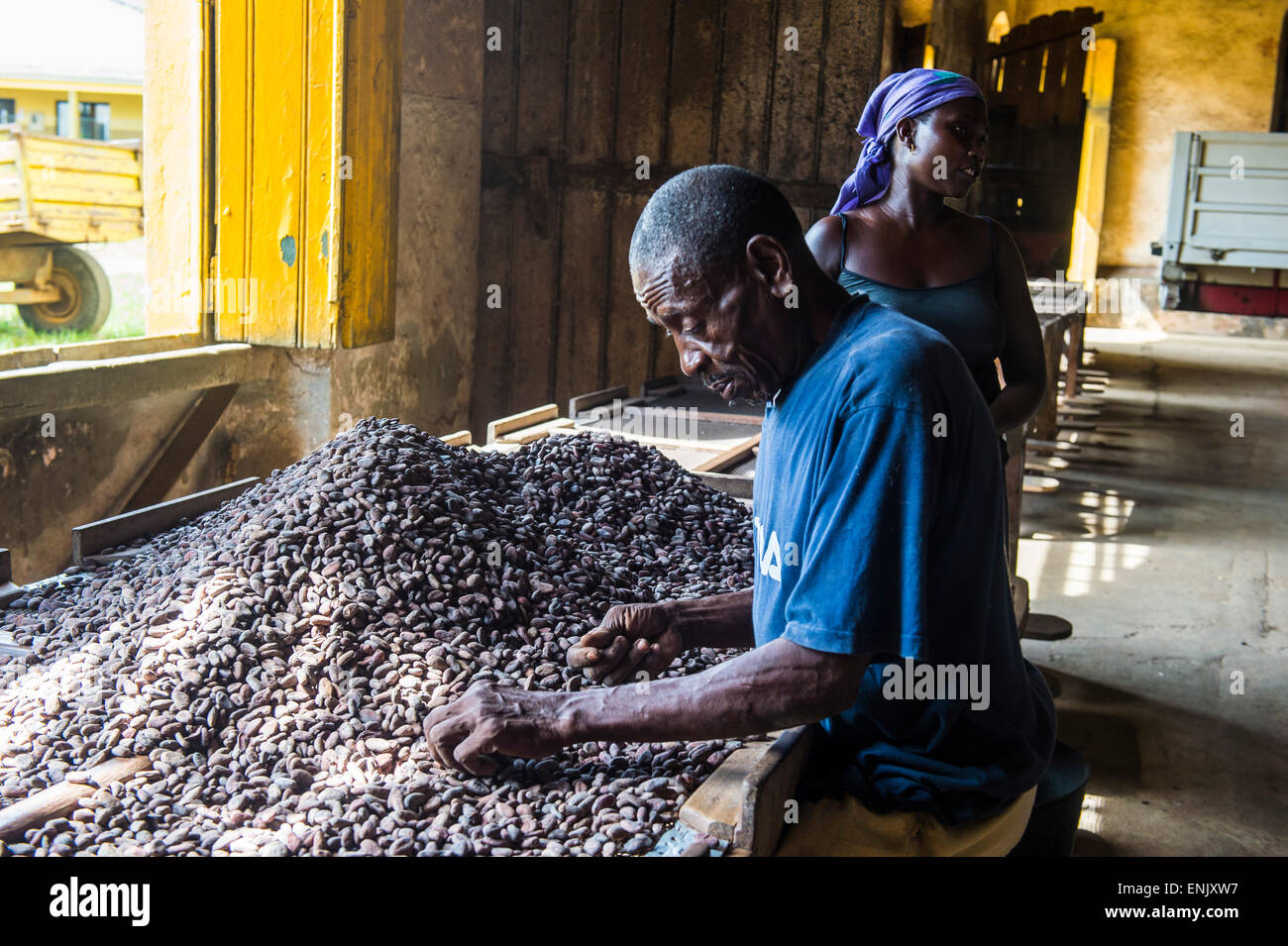 L'homme de recueillir les fèves de cacao à la plantation de cacao Roca Aguaize, côte est de Sao Tomé, Sao Tomé et Principe, de l'Océan Atlantique Banque D'Images