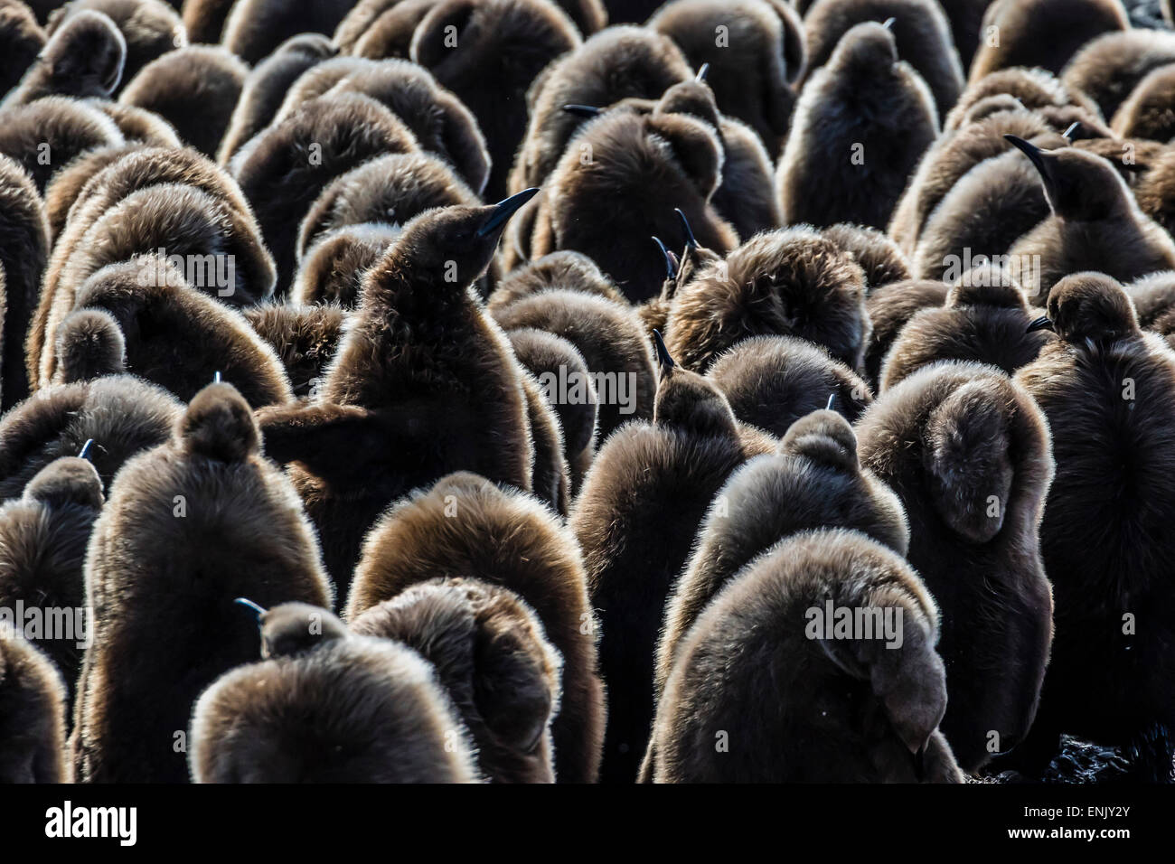 Les jeunes manchots royaux (Aptenodytes patagonicus) de reproduction à la plaine de Salisbury, la Géorgie du Sud, régions polaires Banque D'Images