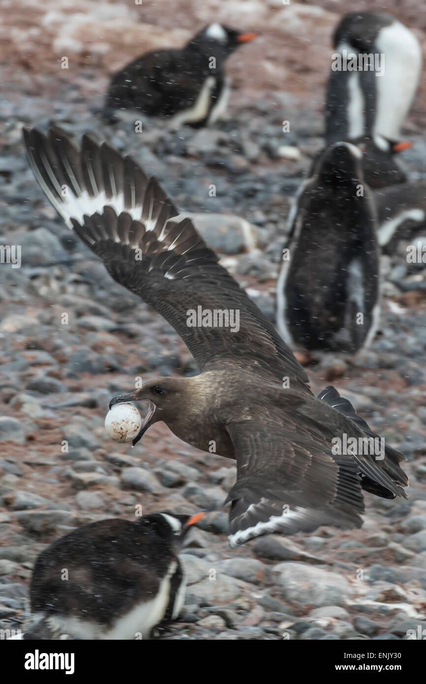 Un adulte (Stercorarius skua marron spp), avec un vol de Gentoo pingouin oeuf à Cuverville Island, l'Antarctique, régions polaires Banque D'Images
