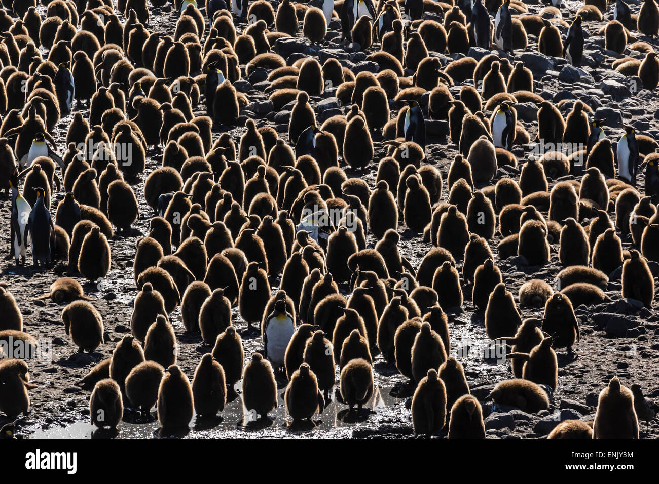 Manchot royal (Aptenodytes patagonicus) adultes avec les poussins à St Andrews Bay (Géorgie du Sud, régions polaires Banque D'Images