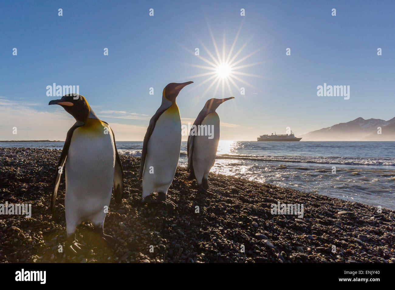 Le manchot royal (Aptenodytes patagonicus) au lever du soleil, à St Andrews Bay, la Géorgie du Sud, régions polaires Banque D'Images
