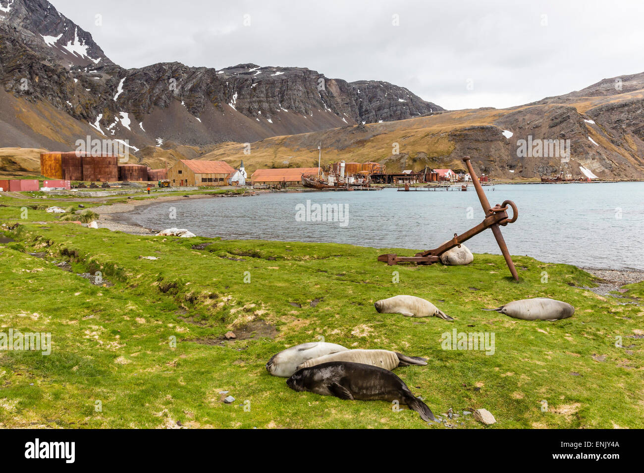 L'éléphant de mer du sud (Mirounga leonina) après avoir été sevrés dans le port de Grytviken, en Géorgie du Sud, régions polaires Banque D'Images