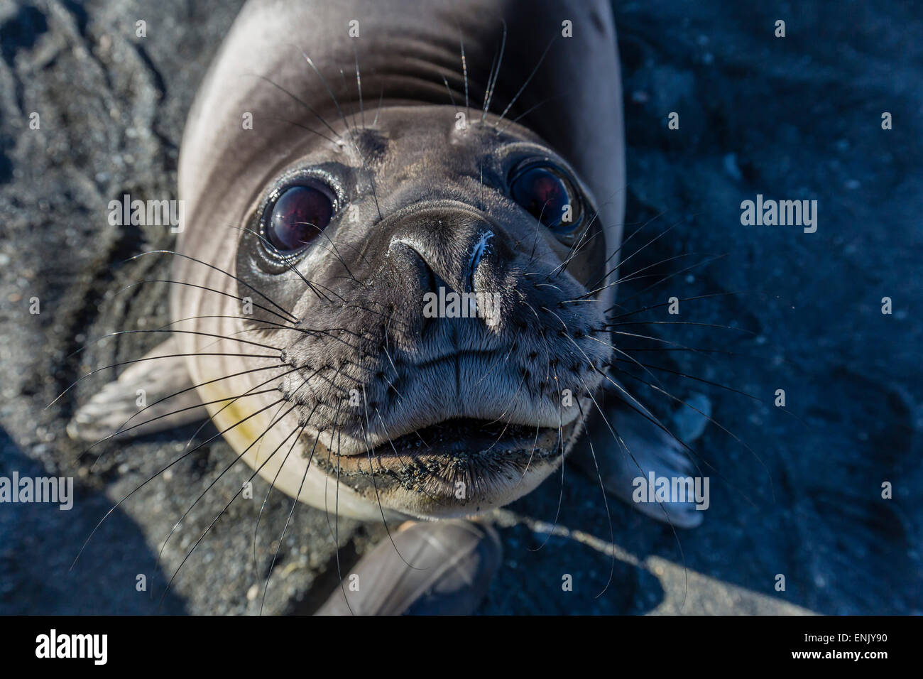 Curieux l'éléphant de phoque (Mirounga leonina), Gold Harbour, la Géorgie du Sud, régions polaires Banque D'Images