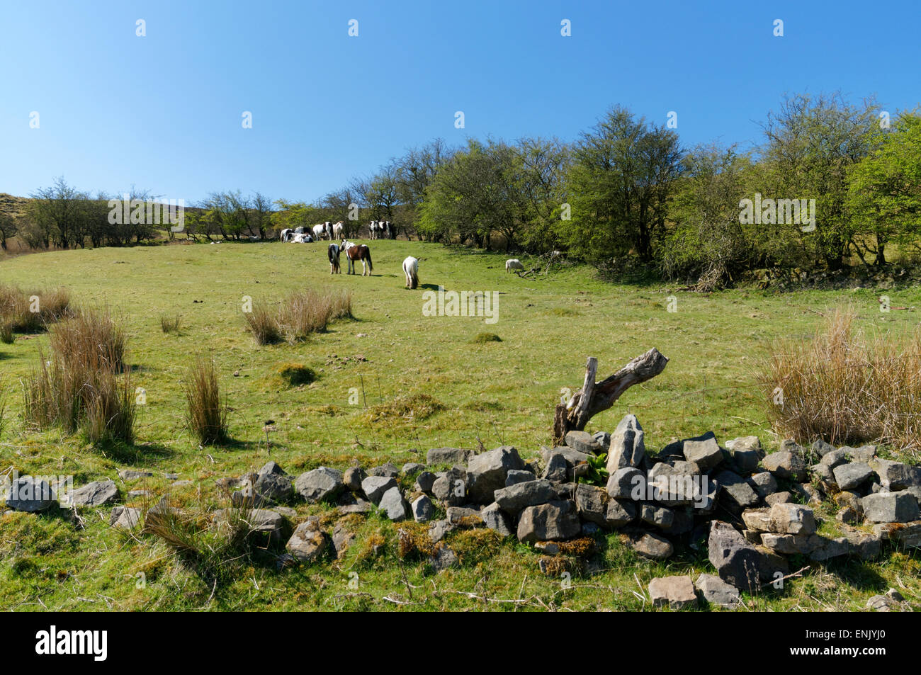 Chevaux en champ, Pwll Du près de Blaenavon, South Wales, UK. Banque D'Images