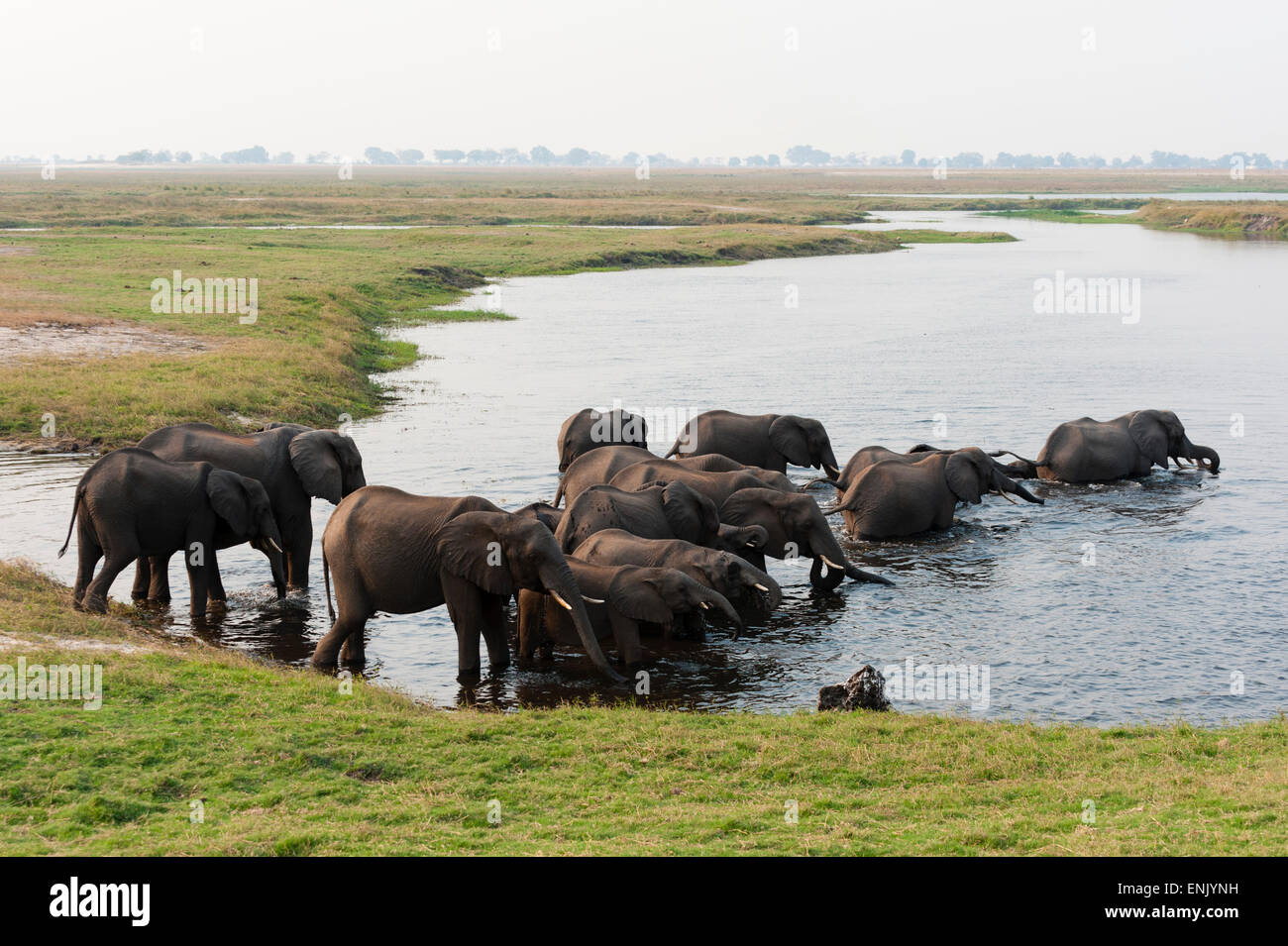 Les éléphants d'Afrique (Loxodonta africana), Chobe National Park, Botswana, Africa Banque D'Images