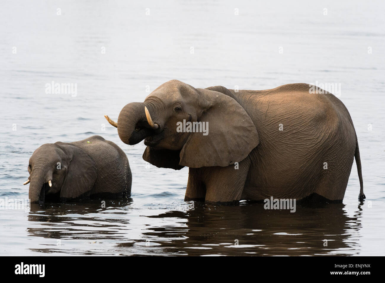 Les éléphants d'Afrique (Loxodonta africana), Chobe National Park, Botswana, Africa Banque D'Images