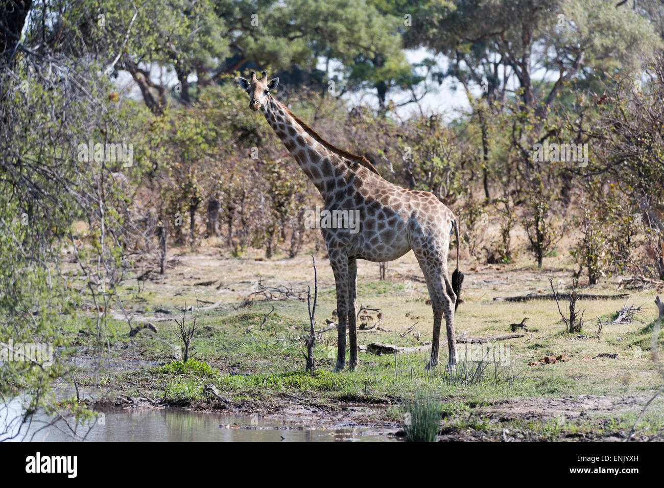 Le sud de Girafe (Giraffa camelopardalis), concession Khwai, Okavango Delta, Botswana, Africa Banque D'Images