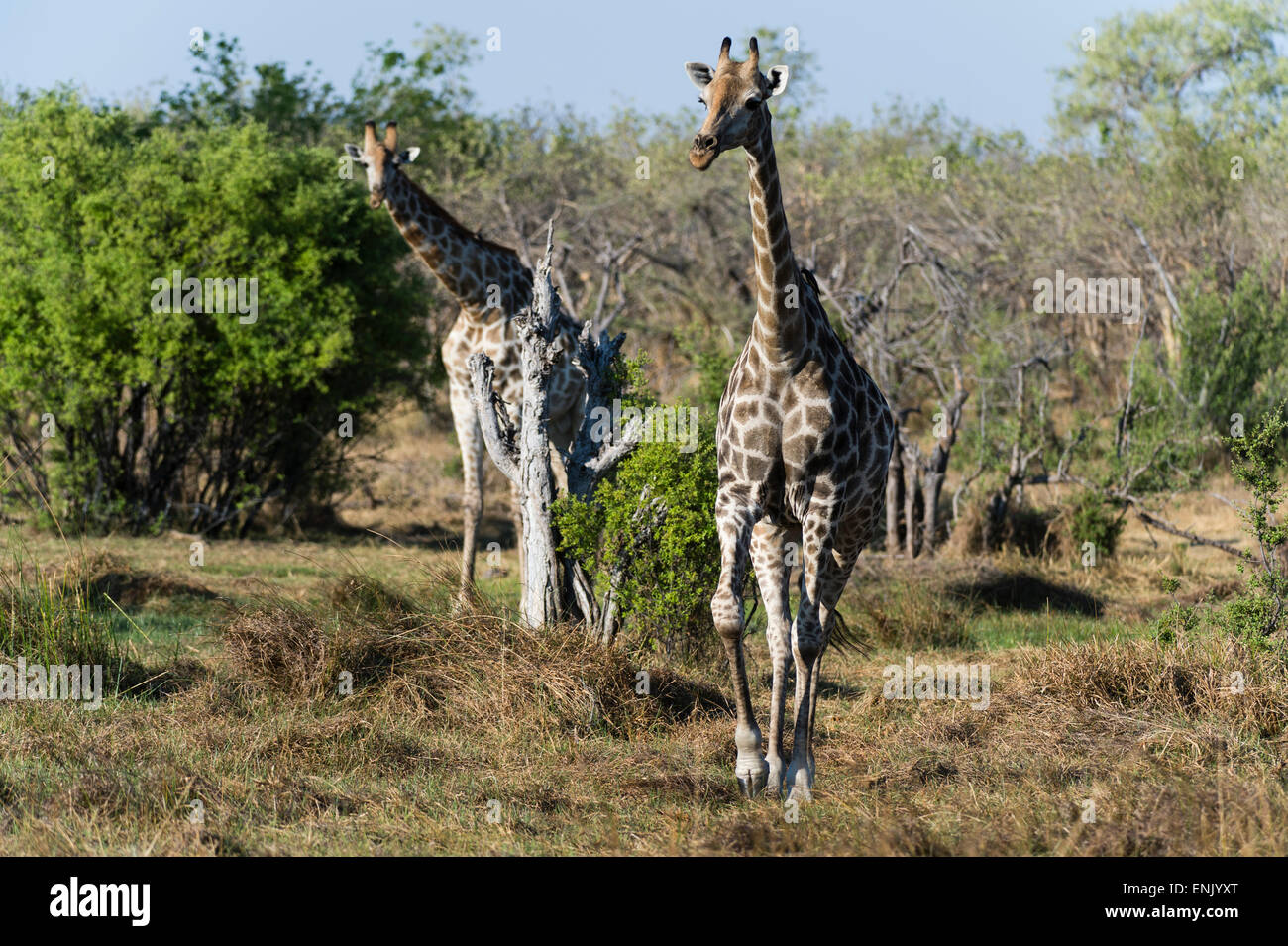 Le sud de girafes (Giraffa camelopardalis), concession Khwai, Okavango Delta, Botswana, Africa Banque D'Images