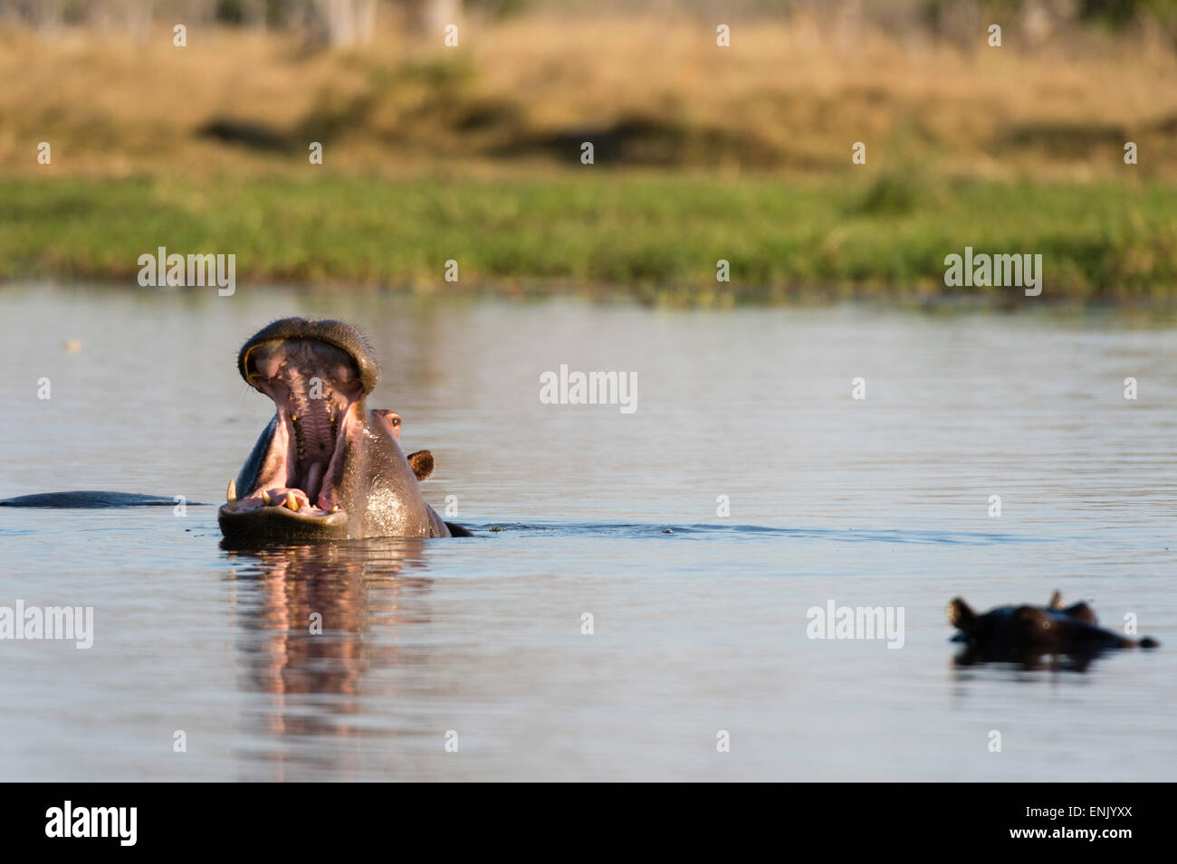 Hippopotame (Hippopotamus amphibius), concession Khwai, Okavango Delta, Botswana, Africa Banque D'Images
