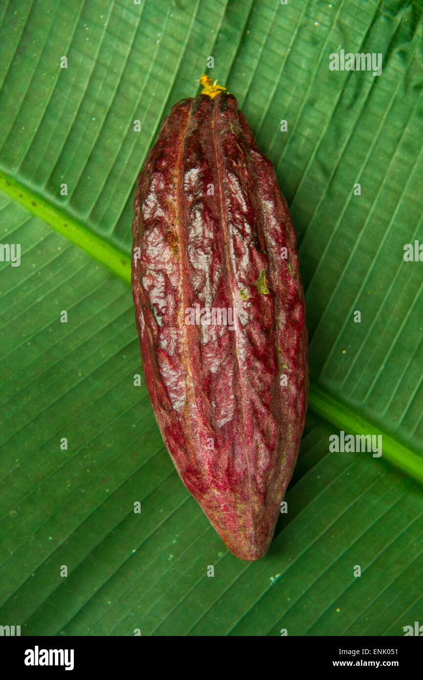 La fève de cacao (fèves de cacao) (Theobroma cacao), Plantation Roca Monte Cafe, Sao Tomé, Sao Tomé et Principe, de l'Océan Atlantique Banque D'Images