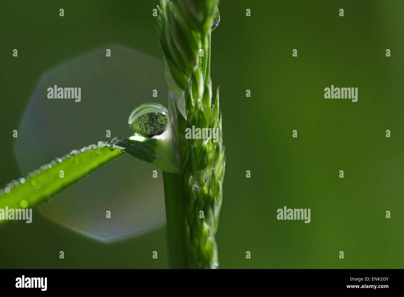 Goutte de pluie sur un seul brin d'herbe Banque D'Images