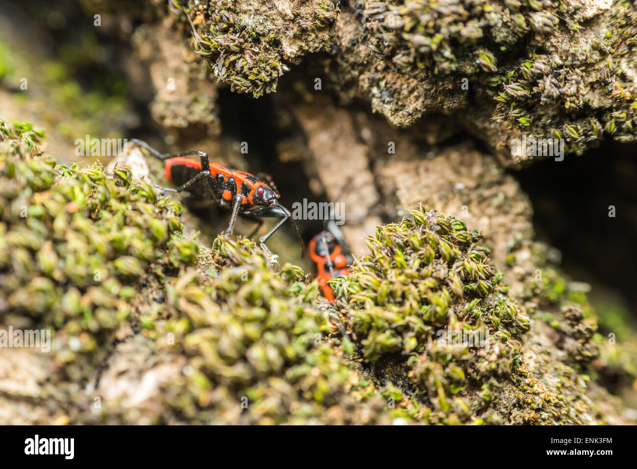 Graphosoma Lineatum (Bug Shield) également connu sous le nom de l'italien et Striped-Bug Minstrel Bug. Banque D'Images