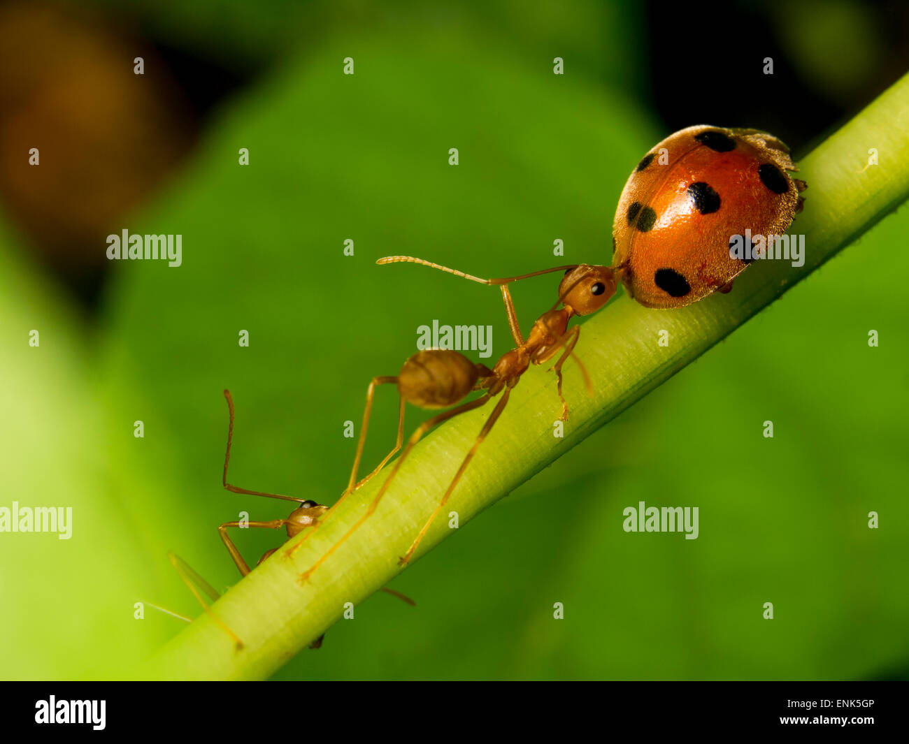 Les fourmis tisserandes chassant un lady bug Banque D'Images