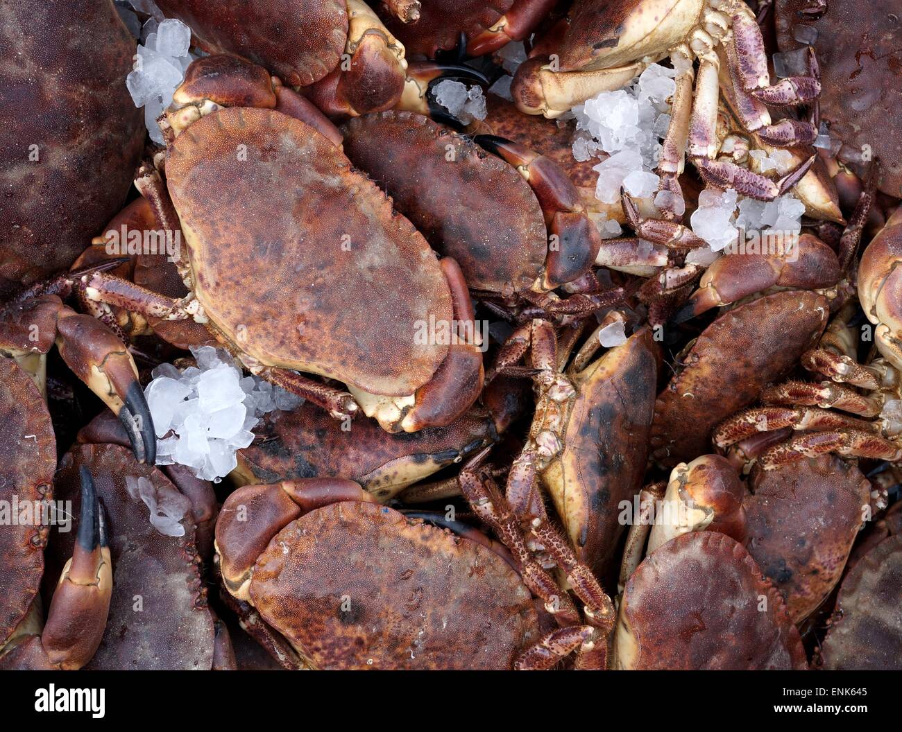 Écossais fraîchement pêché le crabe brun Banque D'Images