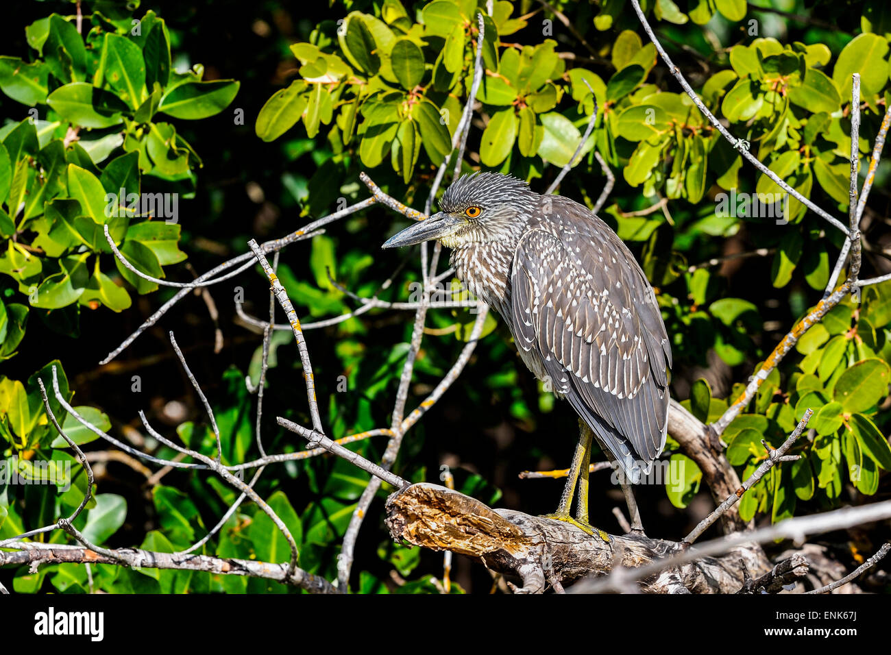 Bihoreau gris Nycticorax nycticorax Banque D'Images