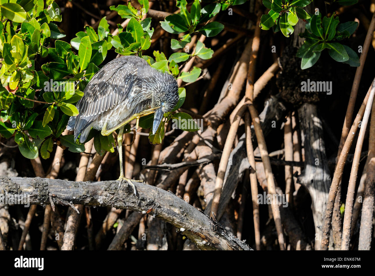 Bihoreau gris Nycticorax nycticorax Banque D'Images