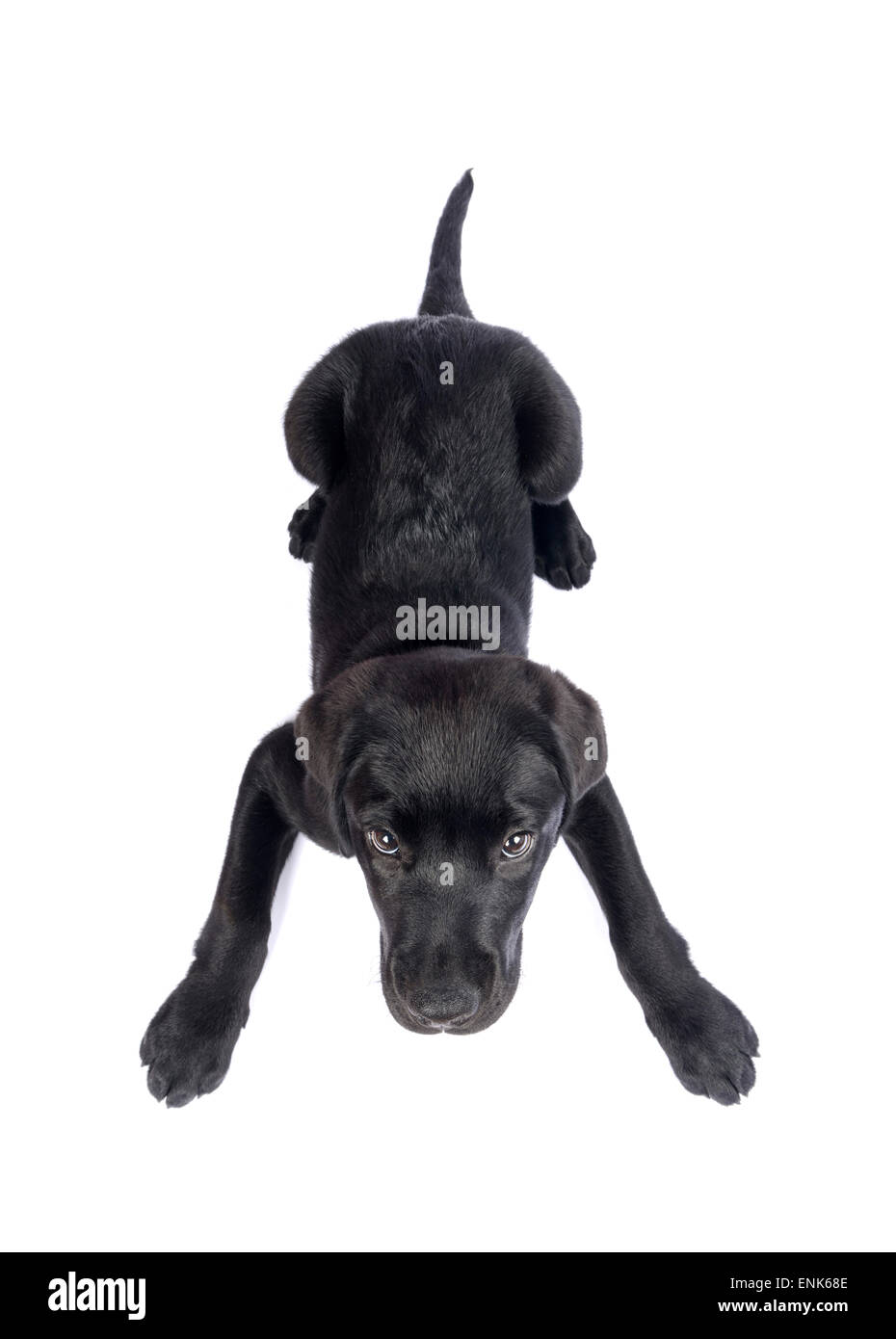 Mignon chiot Labrador noir coupé isolé sur fond blanc Banque D'Images