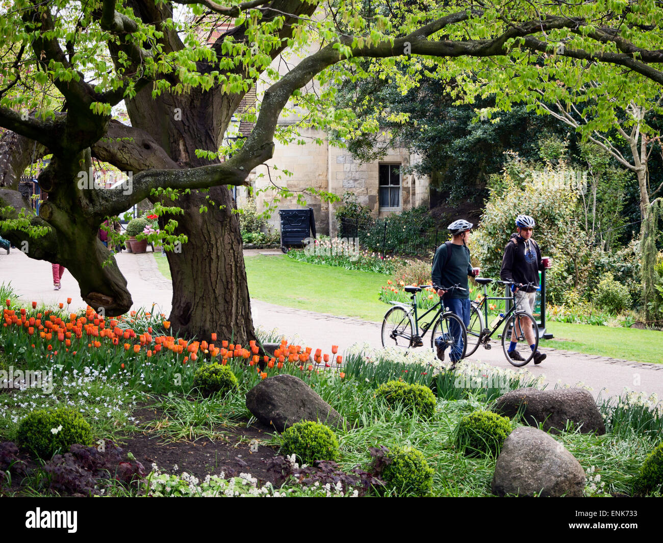 Les cyclistes roulant vélos avec des cafés à emporter sur un chemin dans les jardins du musée York Yorkshire Angleterre Banque D'Images