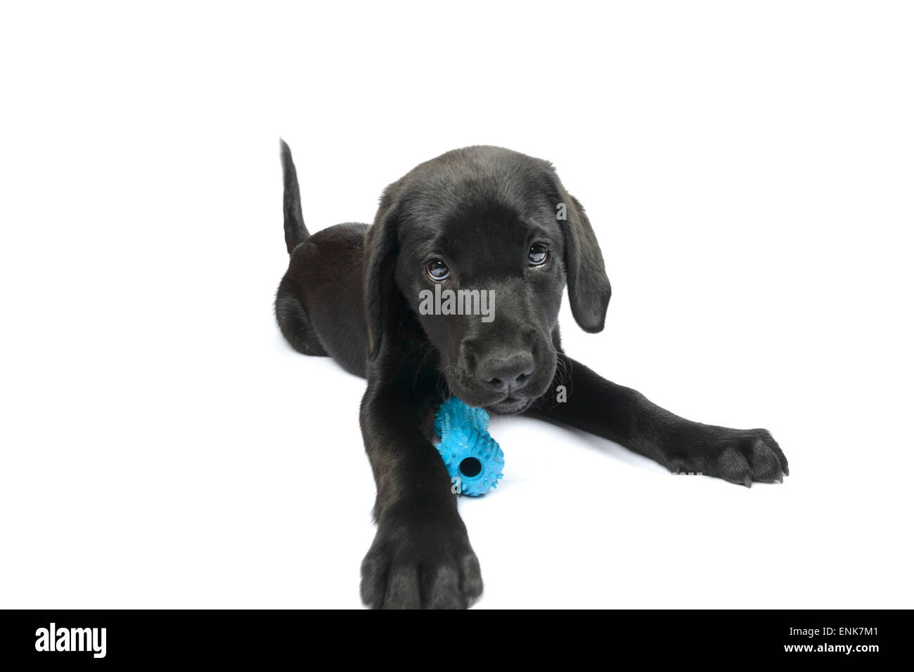 Mignon chiot Labrador noir à jouer avec un jouet os en caoutchouc Banque D'Images