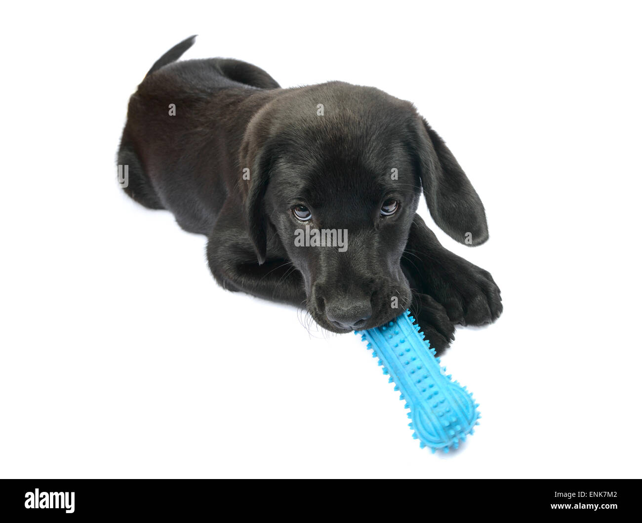 Mignon chiot Labrador noir à jouer avec un jouet os en caoutchouc Banque D'Images