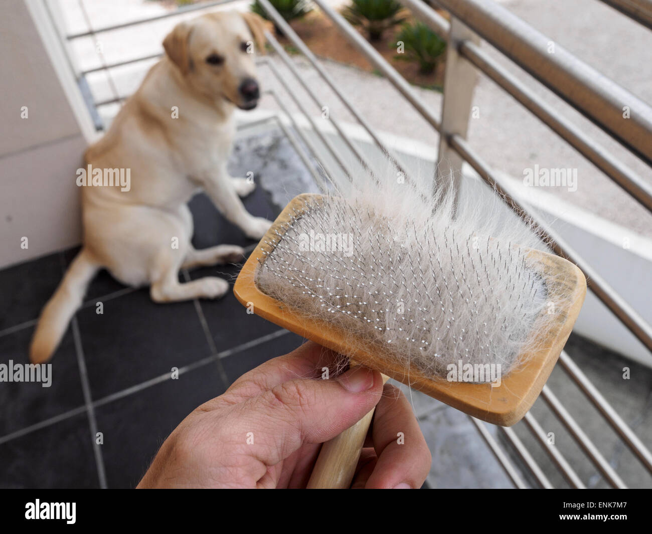 Brosse de toilettage plein de cheveux du chien Banque D'Images