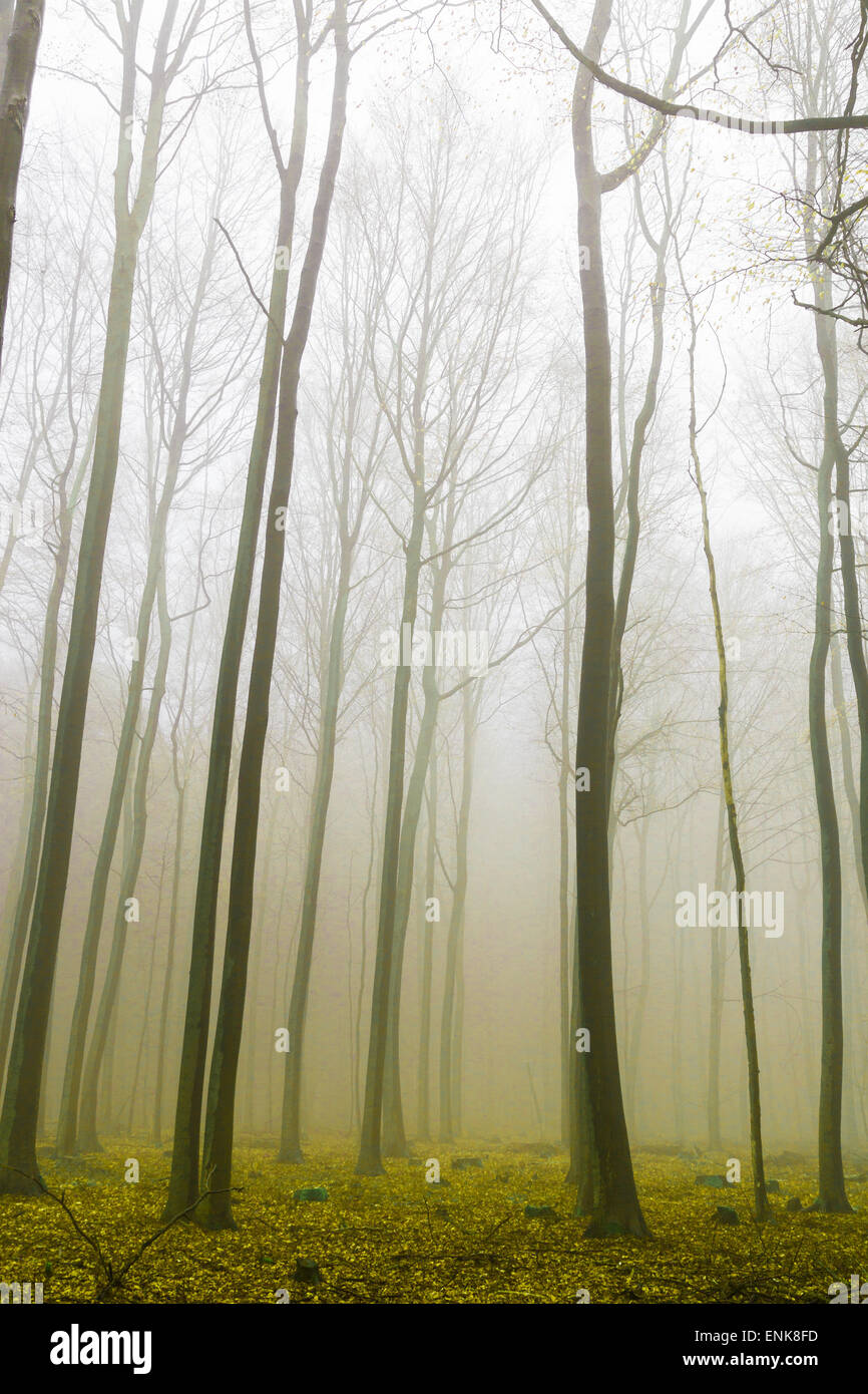 Fantasy Forest avec le brouillard et le feuillage jaune. Banque D'Images