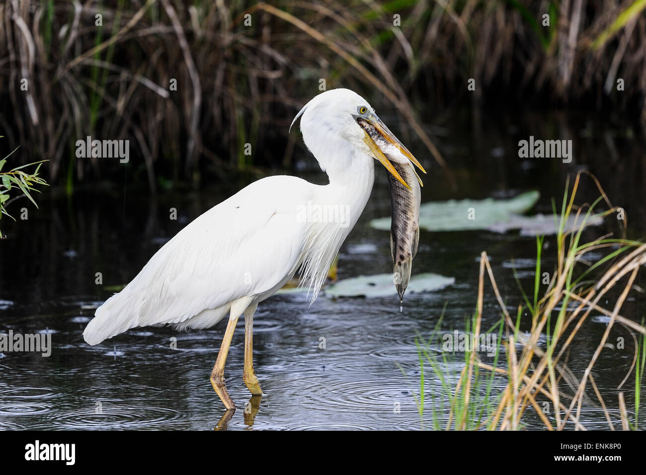 Grand Héron blanc (alias grand héron), Everglades, Floride Banque D'Images