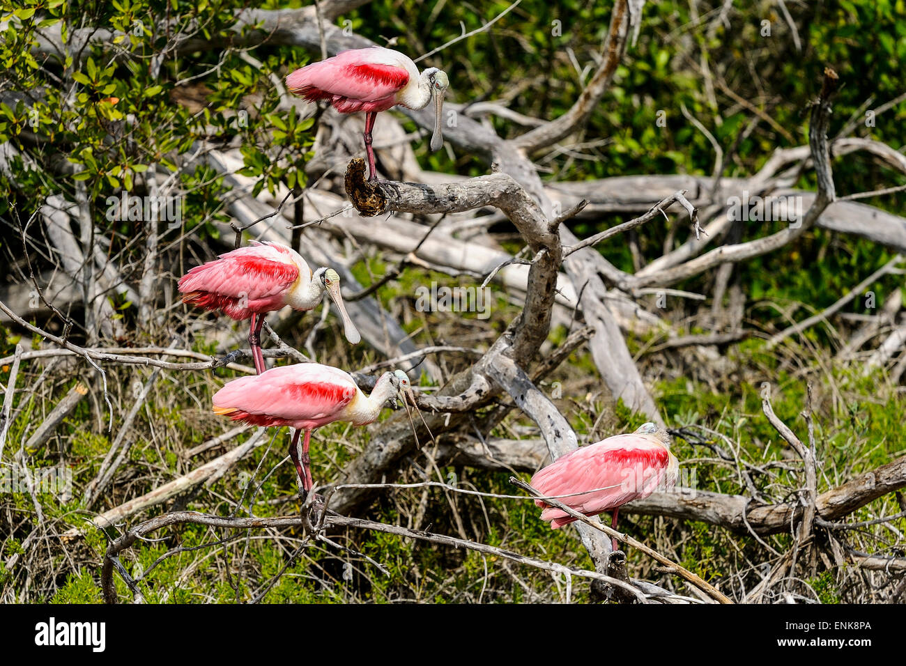 Roseate spoonbill, platalea ajaja, Everglades, Floride Banque D'Images