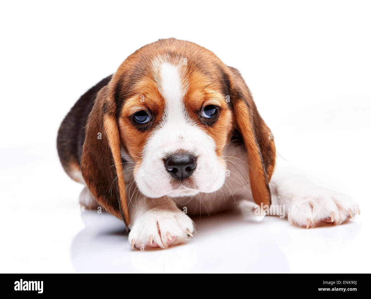 Chiot Beagle gisant sur le fond blanc Banque D'Images