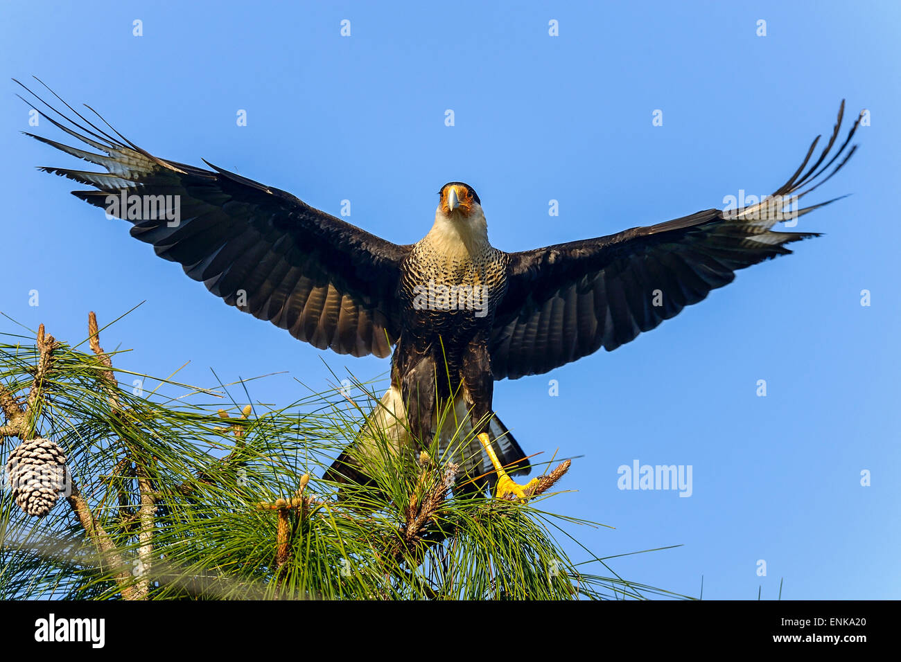 Caracara cheriway, caracara huppé du Nord, Floride Banque D'Images