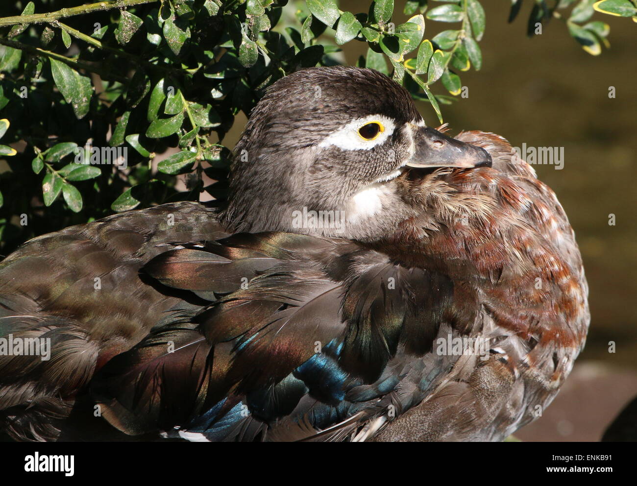 Le bois nord-américain féminin ou canard canard Caroline (Aix sponsa) en plumage éclipse Banque D'Images