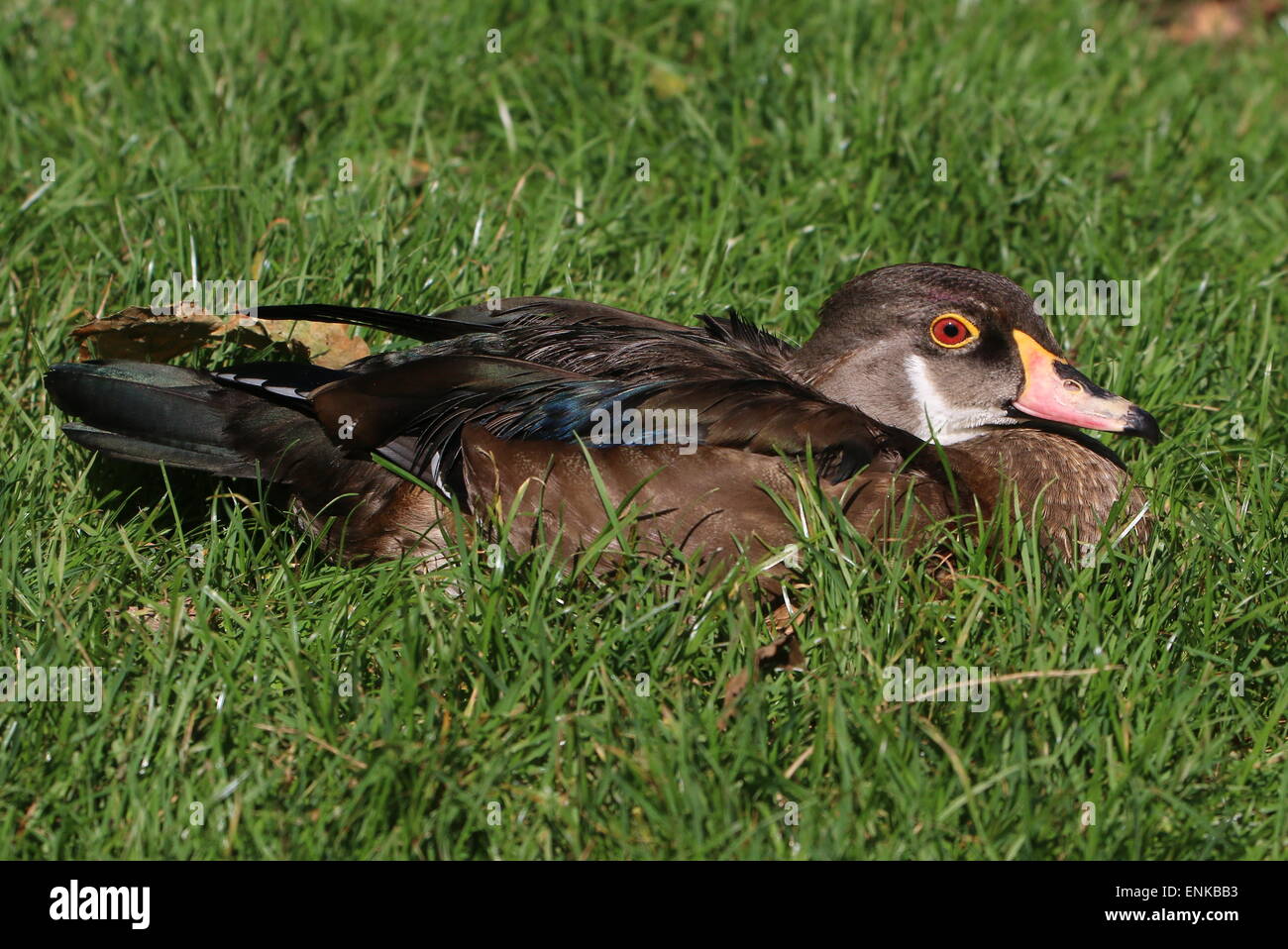 Le bois nord-américain d'hommes ou de canard canard Caroline (Aix sponsa) en plumage éclipse Banque D'Images