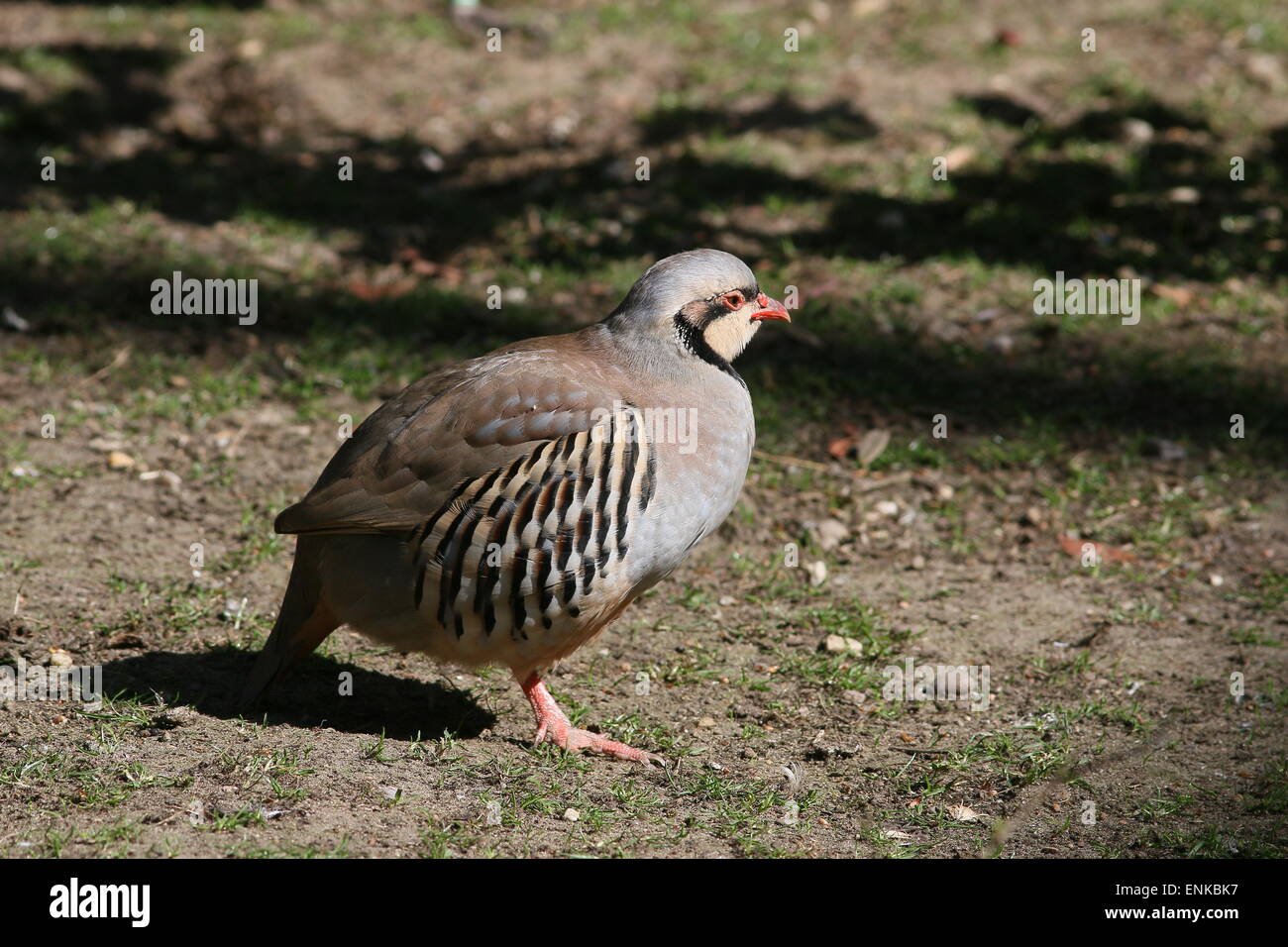 Partridge Alectoris chukar asiatiques (chukar) posant dans le soleil Banque D'Images