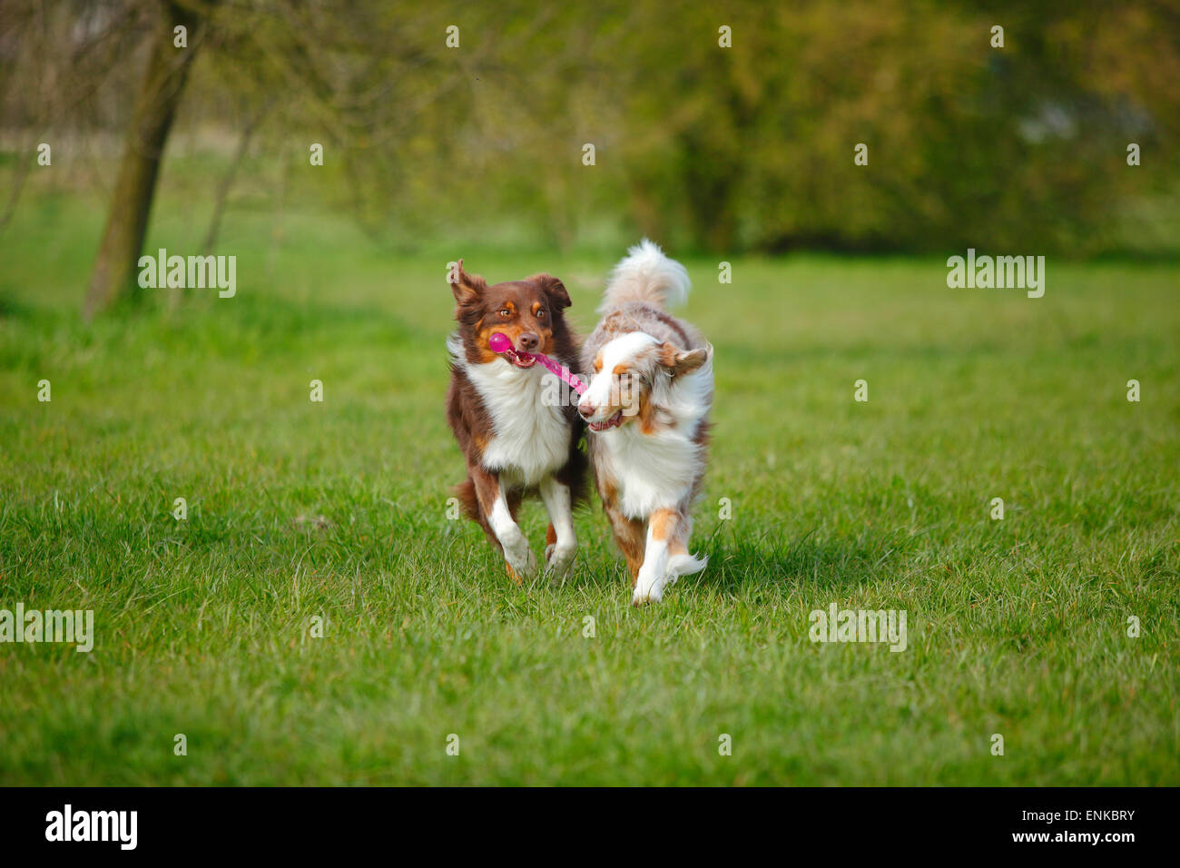 Bergers Australiens, rouge-tri et rouge-merle|bergers australiens, Rueden, rouge-tri-merle rouge und Banque D'Images