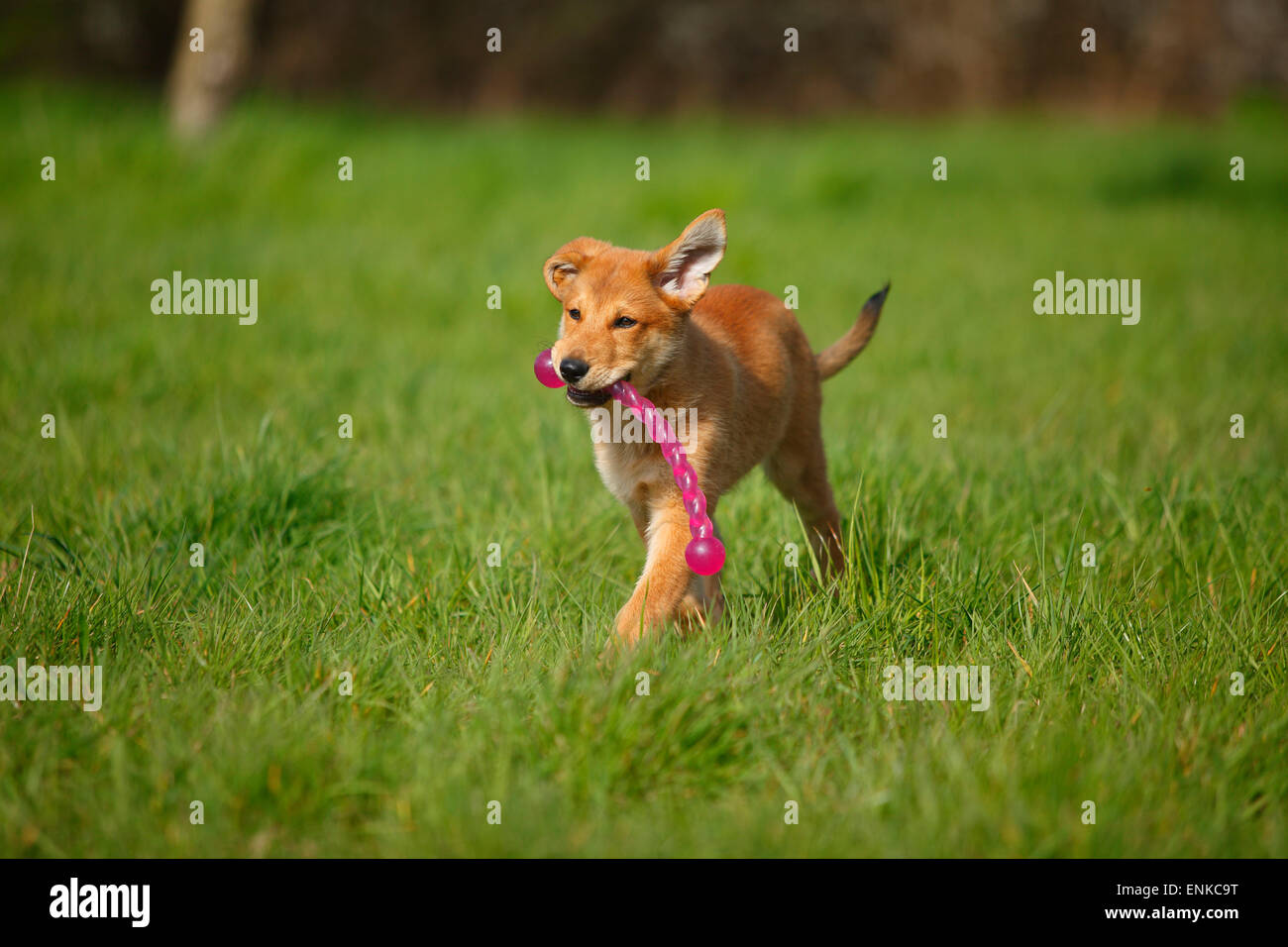 Harzer Fuchs, puppy, 3 mois|Harzer Fuchs, Welpe, 3 Monate Banque D'Images