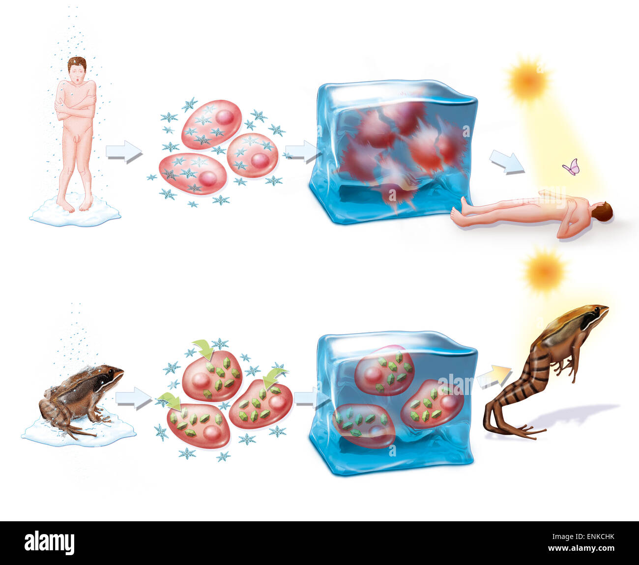 L'hibernation, dessin Banque D'Images