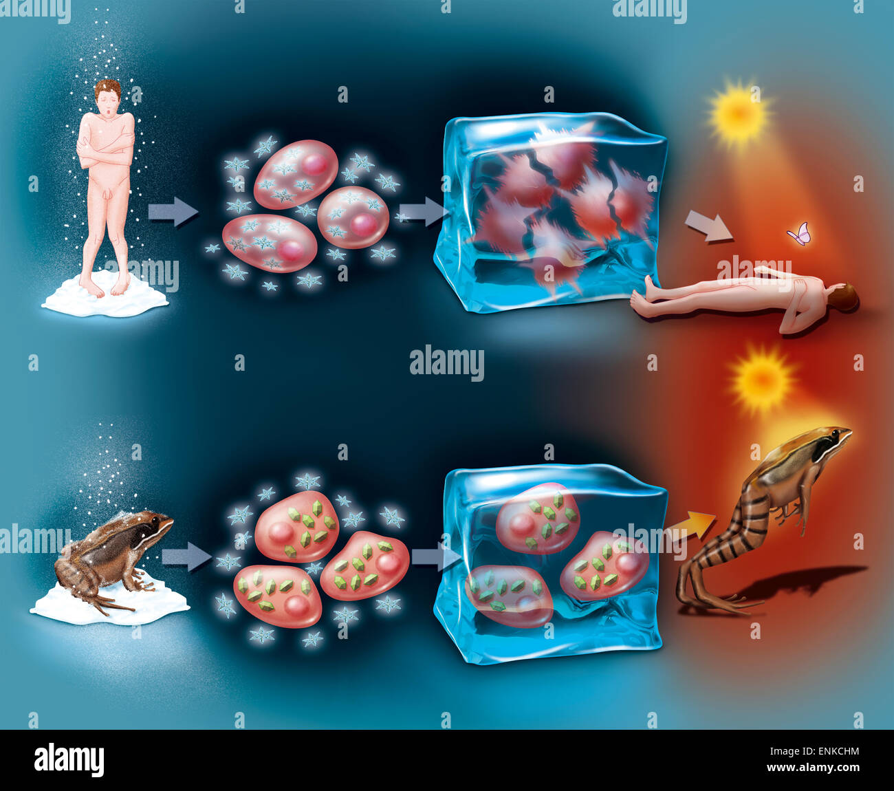L'hibernation, dessin Banque D'Images