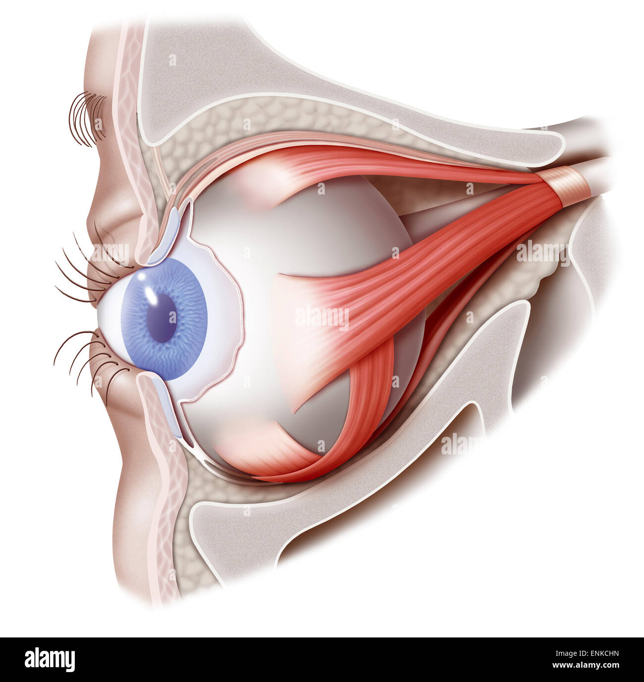 Oeil, dessin Banque D'Images