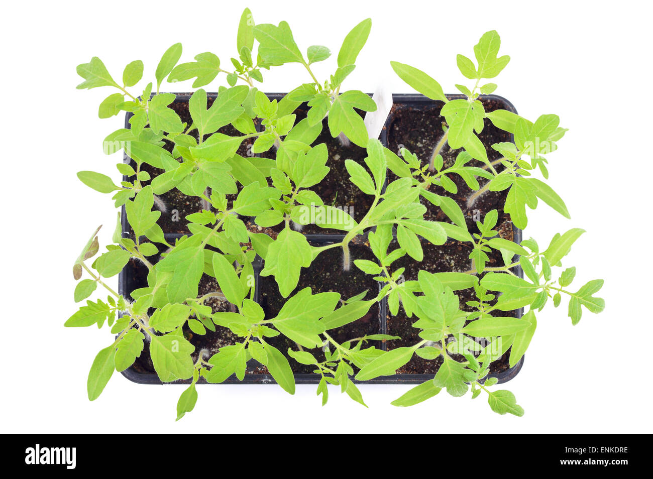 Les semis de tomates dans un pot isolé sur fond blanc. Les jeunes plantes dans les cellules en plastique, le jardinage biologique. Vue d'en haut. Banque D'Images