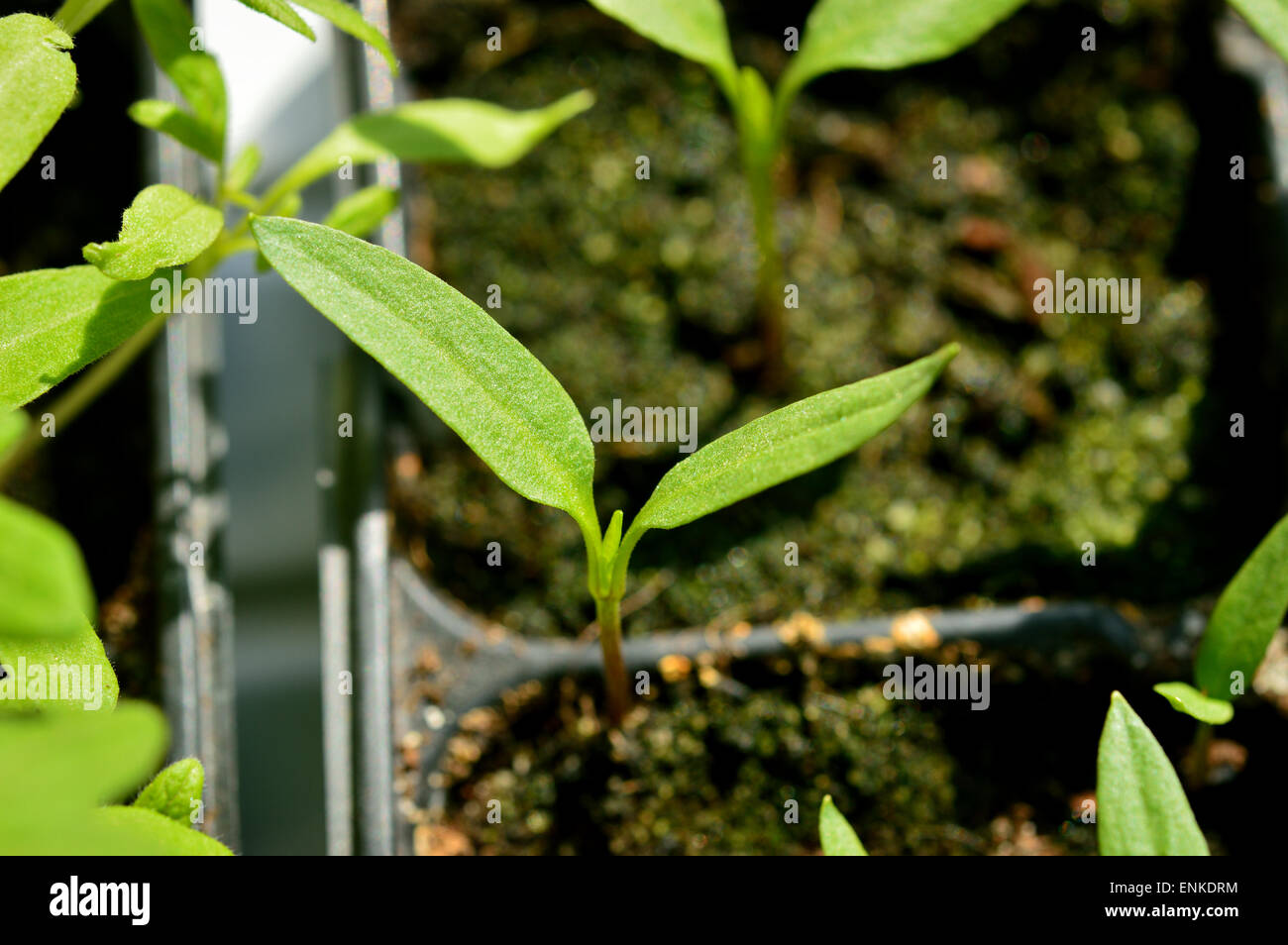 Close-up de paprika, plantule jeune plant en pot en plastique, le jardinage. Focus sélectif. Banque D'Images