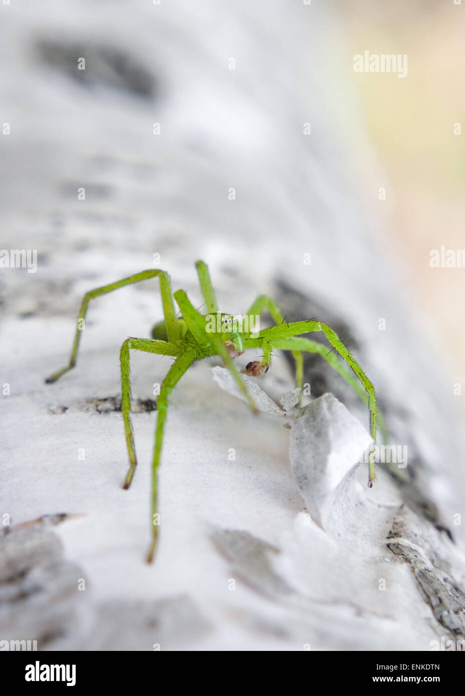 Green Spider Huntsman (Micrommata virescens) Banque D'Images