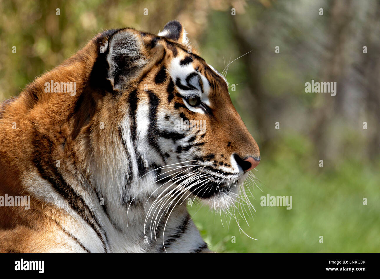 Portrait d'un tigre de l'Inde (Panthera tigris), Banque D'Images