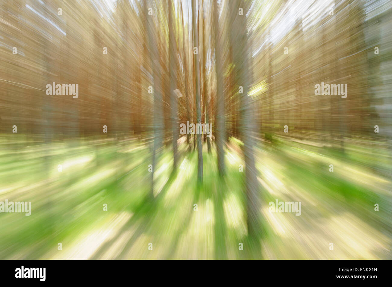 Concept de mouvement : résumé photo d'arbres Banque D'Images