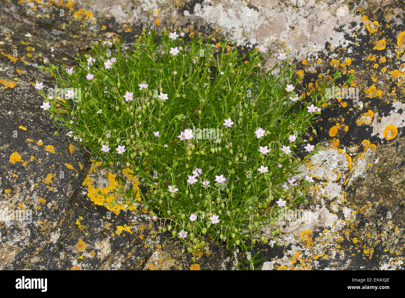 Rock Sea-spargoute des champs, spargoute des champs, la mer Sandspurry Felsen-Schuppenmiere Spergularia rupicola,,, Spergula rupicola, Spergularia rupestris Banque D'Images