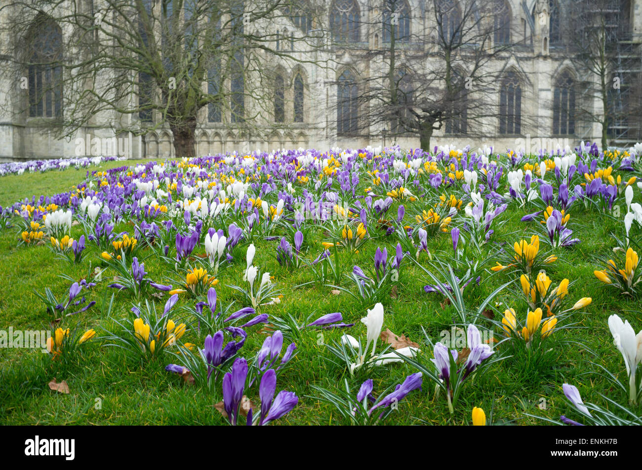 Crocus fleurit à York Minster Banque D'Images