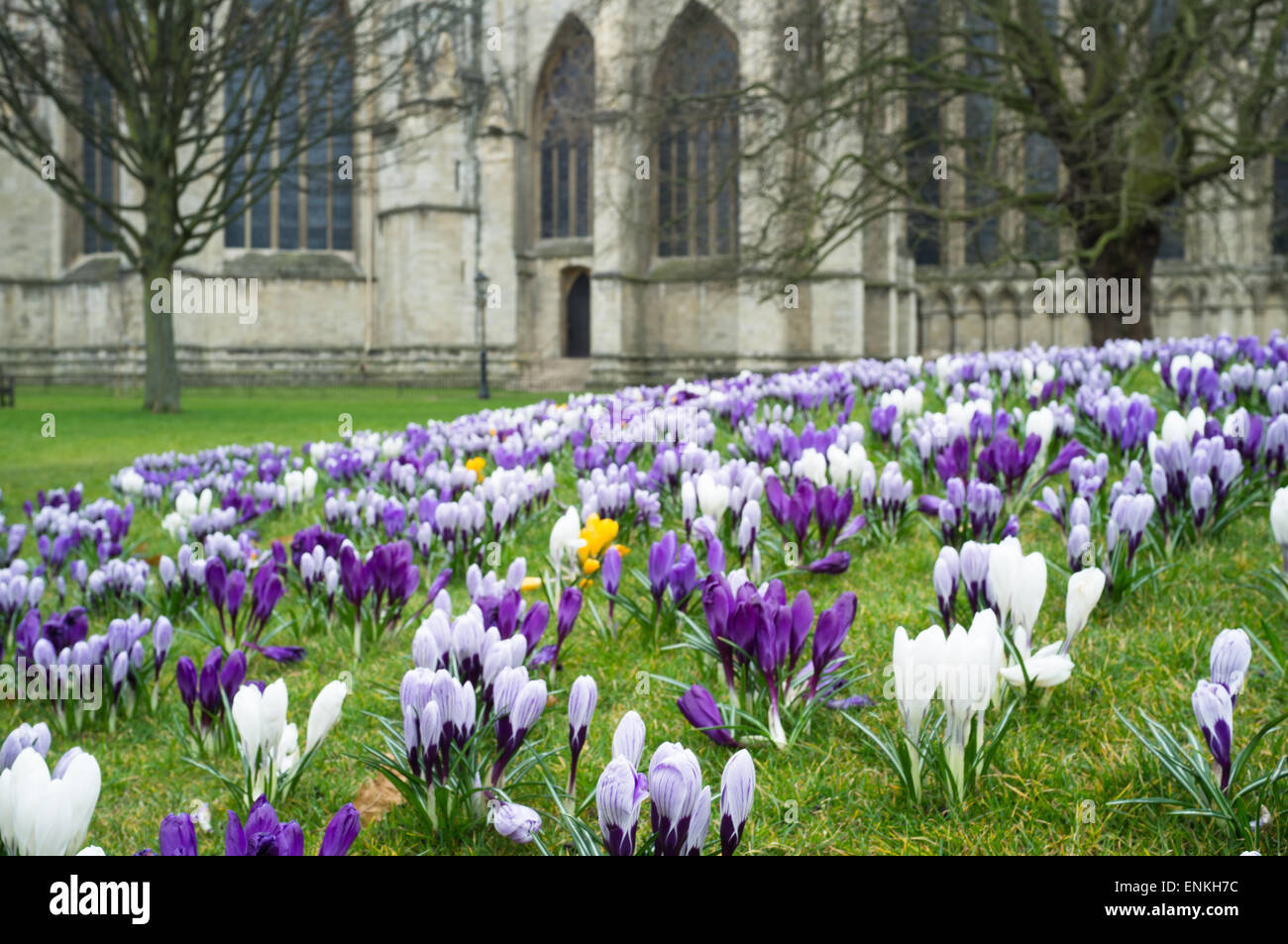 Crocus fleurit à York Minster Banque D'Images