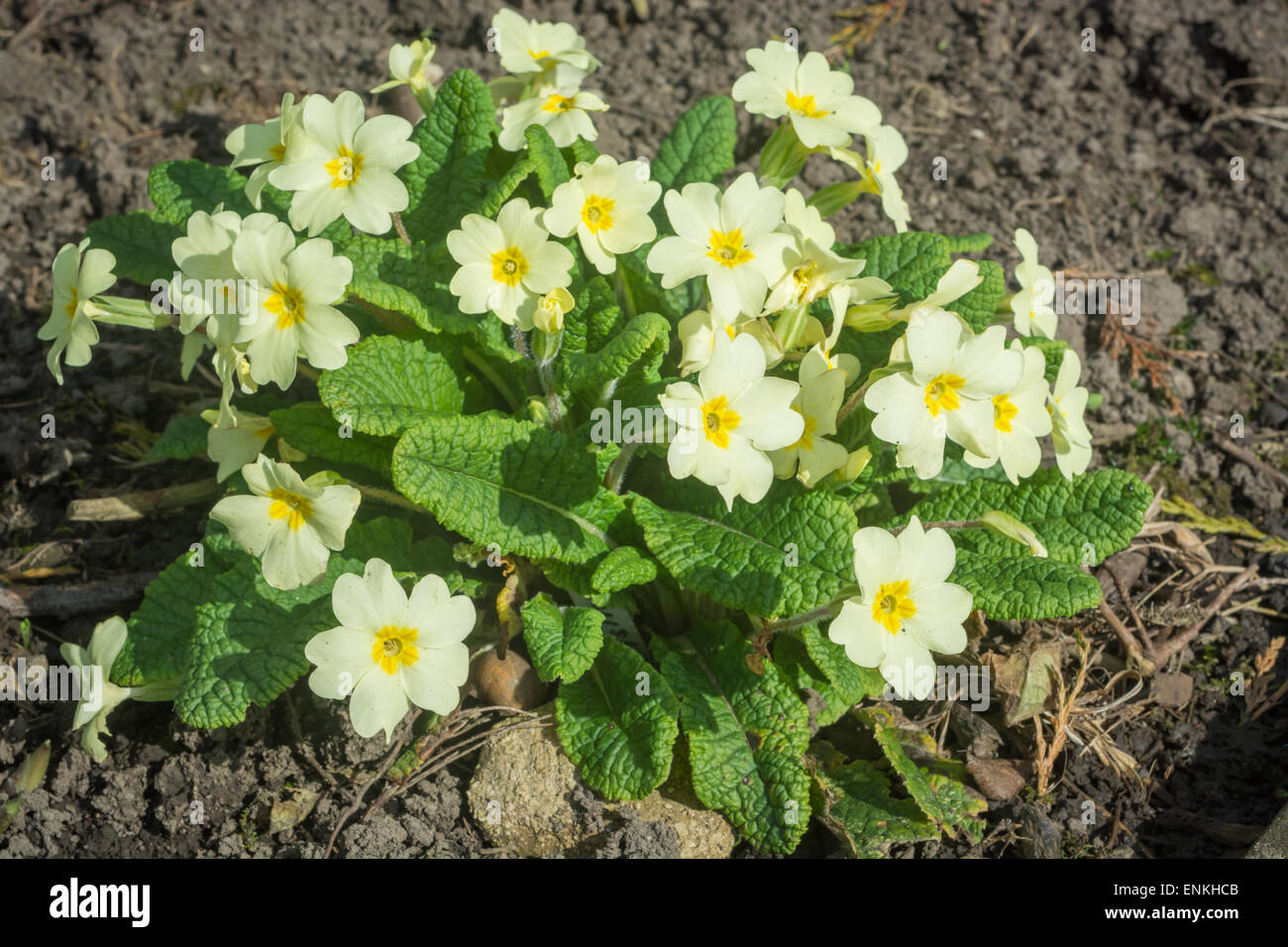 Dans Primrose Primula vulgaris - fleurs Banque D'Images